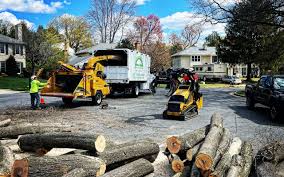 Best Tree Mulching  in Lesslie, SC