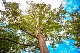 Trusted Lesslie, SC Tree Services Experts