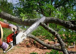 Lawn Pest Prevention in Lesslie, SC