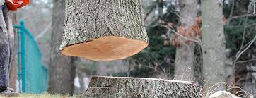 Best Firewood Processing and Delivery  in Lesslie, SC