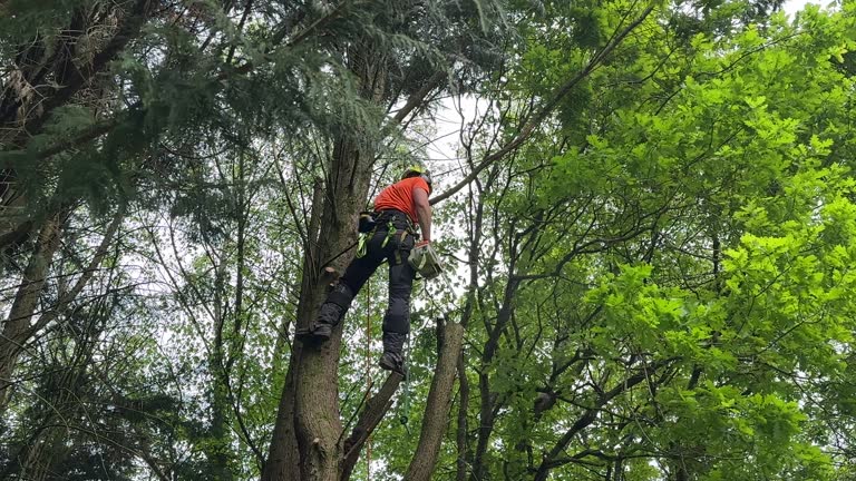Best Weed Control  in Lesslie, SC