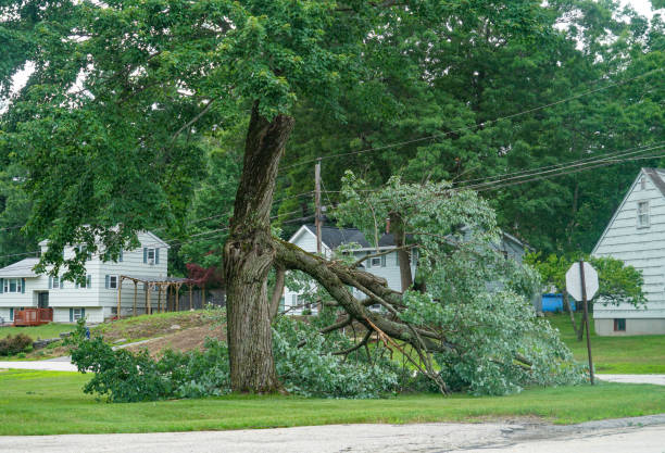 Best Tree Maintenance Programs  in Lesslie, SC