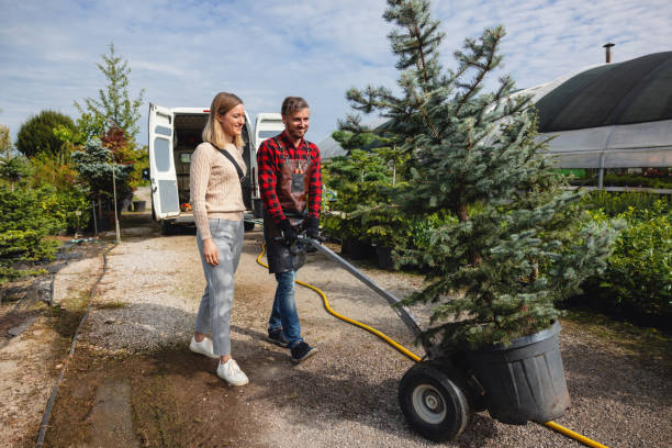 Best Lawn Renovation and Restoration  in Lesslie, SC